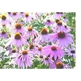 1,200 Purple Coneflower Seeds with Free Shipping