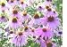 1,200 Purple Coneflower Seeds with Free Shipping
