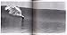 Surf Contest: Photographs by Ron Church (T. ADLER BOOKS)
