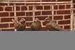 3 Assorted: Wrought Iron Bird Statuaries