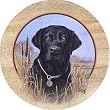Set of 4 Sandstone Coasters - Killen's Black Lab