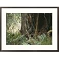 A Deer Peers Around the Trunk of a Redwood Tree Animals Framed Photographic Poster Print by Paul Nicklen, 29x21
