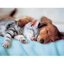 Sweet Dreams