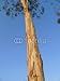 Wallmonkeys Peel and Stick Wall Decals - Eucalyptus - Removable Graphic