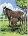 JUNIOR SMALL PAINT BY NUMBER KIT 8-3/4 X 11-3/4-MARE & FOAL Image