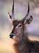Adult Waterbuck (Kobus Ellipsyprimus) at Paradise Pools, Moremi Wildlife Reserve, Bot...
