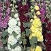 Hollyhock Powder