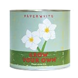 Grow Your Own Holiday Paperwhite Kit