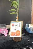 果樹苗 みかん みはや 1年生 【送料込価格】 果樹苗 みかん みはや 1年生 【送料込価格】