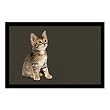 Katze