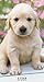 2017-2018 Puppies 2 Year Pocket Calendar