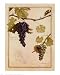 Cabernet Sauvignon by Meg Page. ART PRINT ON CANVAS with 3/4 inch deep bars. 16.00 inches width by 20.00 inches height. Highest Quality Art Poster Print