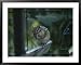 A Chipmunk Eats a Seed in Rock Creek Park Framed Art Poster Print by Taylor S. Kennedy, 39x31