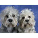 Two Dandie Dinmont Terrier Dogs Premium Photographic Poster Print by Petra Wegner 9x12