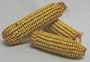 Red River Corn On The Cob