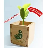 Magic Bean - Happy Birthday