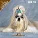 shih tzu - Shih Tzu 2008 Calendar - Dog Breed 2008 Calendars