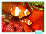 OCEAN LIFE SCIENCE CARDS