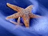 41IxbBai9XL. SL160  hilton head island rental Two Starfish on Beach, Hilton Head Island, South Carolina, USA Photographic Poster Print by Charles R.  Needle, 24x18