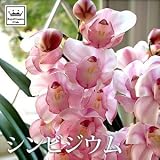 ロイヤルガストロ　宮城県産・蘭のブラント品種「愛子さま」（3本立ち）【シンビジウム/洋らん