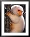 A Cuscus Clinging to a Tree Trunk Framed Art Poster Print by Darlyne A. Murawski, 25x31