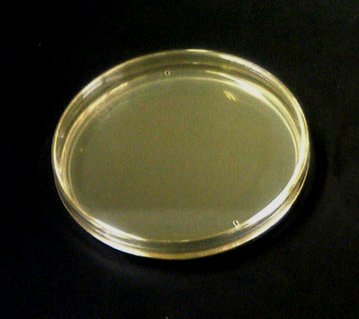 EZ BioResearch Pre-poured Agar Plates and Swabs, 10 plates  10 swabs