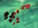 Close-Up of the Leaves of a Vine Maple (Acer Circinatum), Mount Rainier National Park Photographic Poster Print by Colin Brynn, 12x16