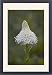 Framed Prints of Bear Grass (Indian Basket Grass) (Xerophyllum tenax), Glacier National Park, from Robert Harding