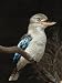Blue-Winged Kookaburra (Dacelo Leachii) in Captivity, Airlie Beach, Queensland, Austr...