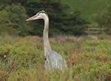 Lagoons for Laypeople - Wetland Wildlife INSITUTIONAL VERSION