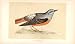 Rock Thrush British Birds 1St Ed Morris 1851
