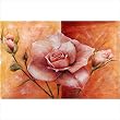 Rose Apricot