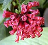 Rare Rosy Pink Jasmine Plant - Cestrum - Indoors/Out