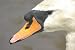 Mute Swan Taxidermy Photo Reference CD