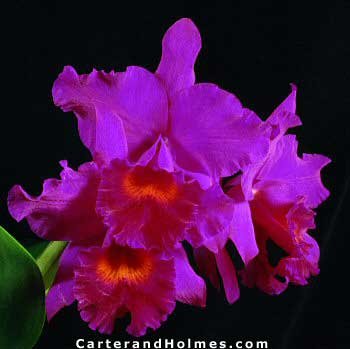 C. Penang Black Caesar AM AOS