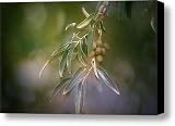 12 Canvas Print / Canvas Art - Artist Mark Ross