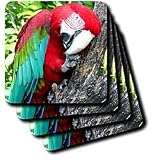Birds - Greenwing Macaw - Coasters