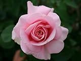Eigenschaften Agel Rosen  / Edelrose 