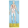 Melissa and Doug Human Body 100 pc Floor