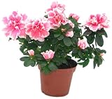 Indische Azalee, rosa, 1 Stück