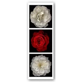 Rose Gallery II by Tony Stuart 12"x12" Art Print Poster