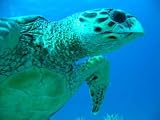 Example Tortuga Azul Plano - 24