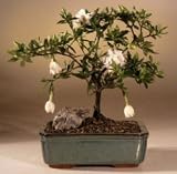 Gardenia.(jasminoides radicans)