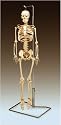 Mr. Thrifty, Nerves Human Skeleton, With Spinal Nerves. Complete, Least Cost Model WCP-1NX