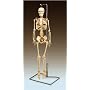 Mr. Thrifty, Nerves Human Skeleton, With Spinal Nerves. Complete, Least Cost Model  WCP-1NX