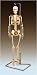 Mr. Thrifty, Nerves Human Skeleton, With Spinal Nerves. Complete, Least Cost Model  W...