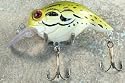 JLVLures Shallow Crankbait Bullfrog : Diver Lures JLV Freshwater Smallmouth Steelhead Pike Salmon Trout Perch Whiper Mid Depth Walleye Casting Bass Hook Treble Bronze Boat Dock Brook Bay Little Stump River Trolling Weed Surface Topwater Shad