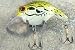 Sporting Goods : JLVLures Shallow Crankbait Bullfrog : Diver Lures JLV Freshwater Smallmouth Steelhead Pike Salmon Trout Perch Whiper Mid Depth Walleye Casting Bass Hook Treble Bronze Boat Dock Brook Bay Little Stump River Trolling Weed Surface Topwater Shad