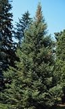 Abies balsamea: Balsam Fir Seeds