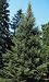 Abies balsamea: Balsam Fir Seeds
